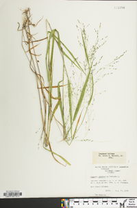 Kellochloa verrucosa image