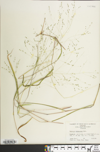 Kellochloa verrucosa image