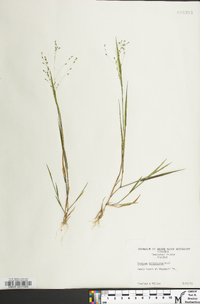 Kellochloa verrucosa image