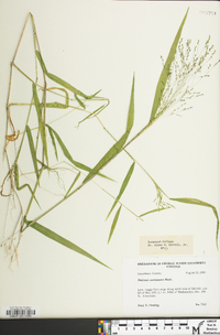 Kellochloa verrucosa image