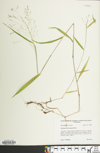 Kellochloa verrucosa image