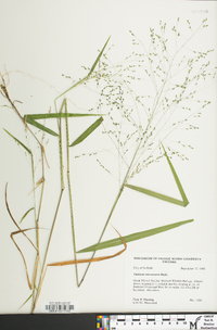 Kellochloa verrucosa image