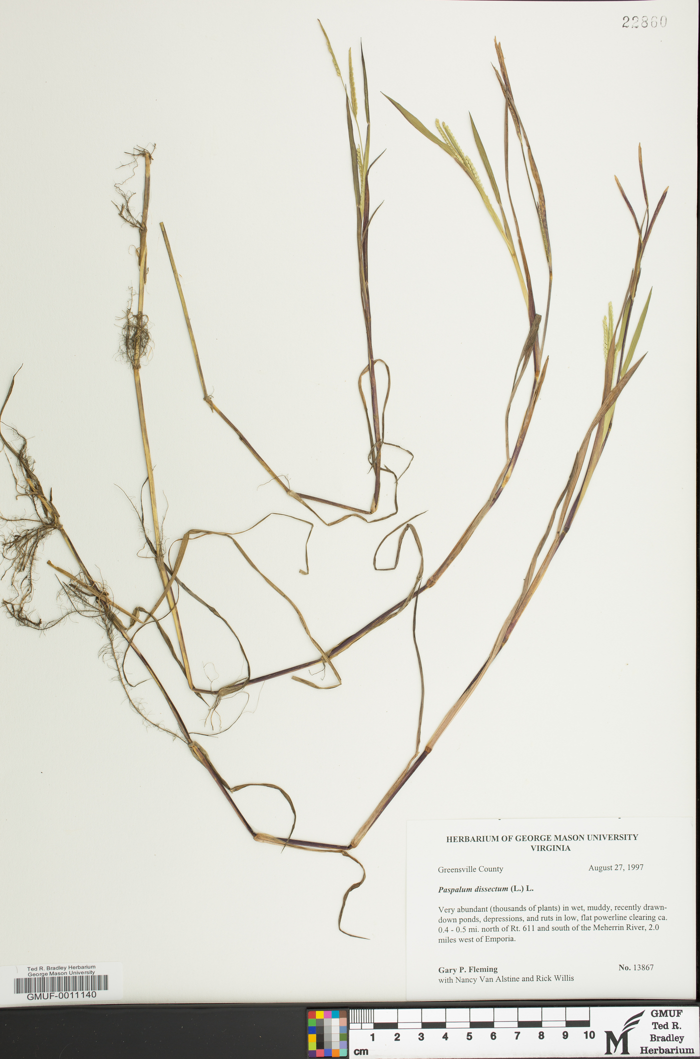 Paspalum dissectum image