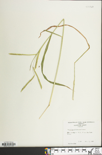 Paspalum dilatatum image