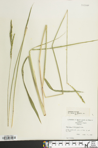 Paspalum dilatatum image