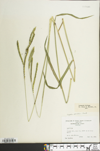 Paspalum dilatatum image