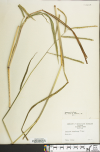 Paspalum boscianum image