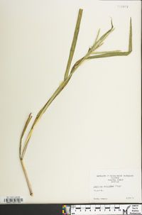 Paspalum boscianum image