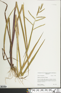 Paspalum boscianum image