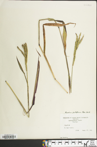 Paspalum pubiflorum image