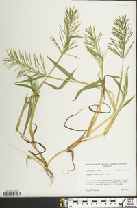 Paspalum fluitans image