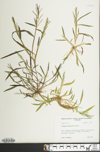 Paspalum fluitans image