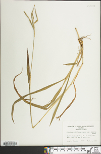 Paspalum pubiflorum image