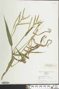 Paspalum pubiflorum image