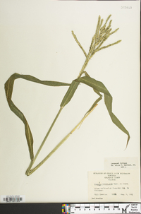 Paspalum pubiflorum image