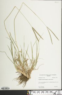 Paspalum notatum image