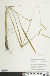 Paspalum praecox image