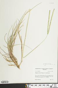 Paspalum notatum image