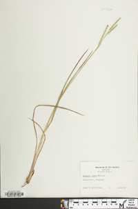 Paspalum laeve image