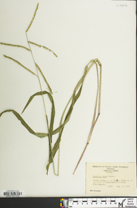 Paspalum laeve image