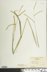 Paspalum laeve image