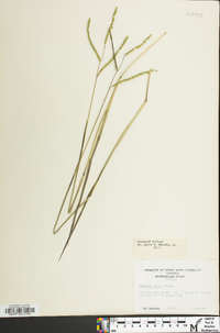 Paspalum laeve image