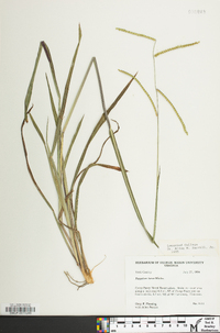 Paspalum laeve image