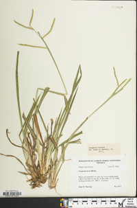 Paspalum laeve image