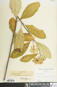 Asclepias variegata image