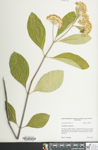 Asclepias variegata image