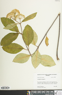 Asclepias variegata image