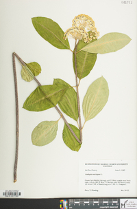 Asclepias variegata image