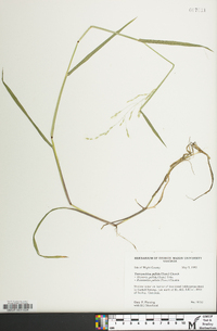 Torreyochloa pallida image