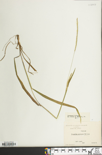 Paspalum setaceum var. muhlenbergii image