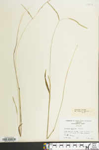 Paspalum setaceum var. ciliatifolium image