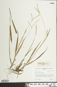 Paspalum setaceum var. muhlenbergii image