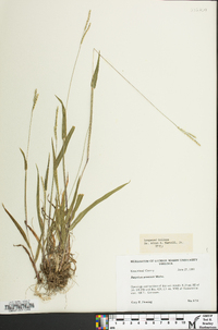 Paspalum setaceum var. muhlenbergii image