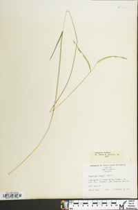 Paspalum setaceum var. ciliatifolium image