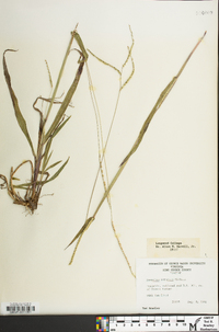 Paspalum setaceum var. muhlenbergii image