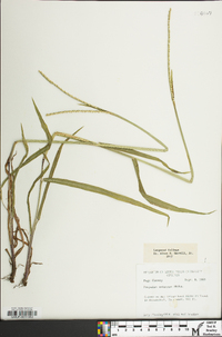 Paspalum setaceum var. muhlenbergii image