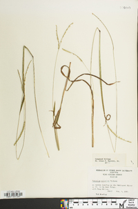 Paspalum setaceum var. muhlenbergii image