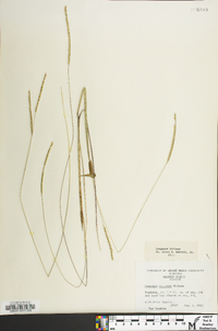 Paspalum setaceum var. muhlenbergii image