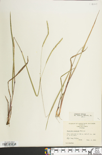 Paspalum setaceum var. muhlenbergii image