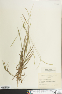 Paspalum setaceum var. setaceum image