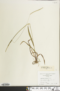 Paspalum setaceum var. muhlenbergii image