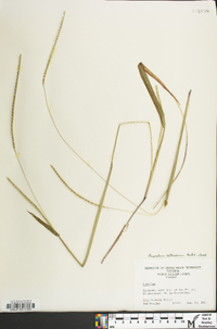 Paspalum setaceum var. muhlenbergii image