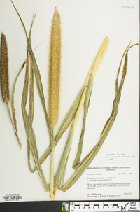 Pennisetum glaucum image