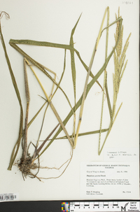 Paspalum urvillei image