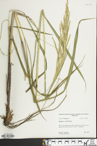 Paspalum urvillei image