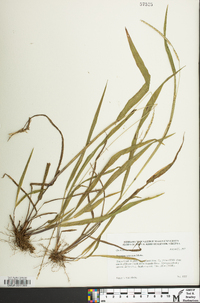 Paspalum setaceum var. muhlenbergii image